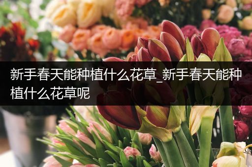 新手春天能种植什么花草_新手春天能种植什么花草呢