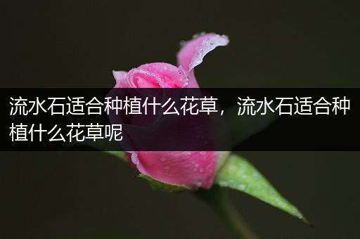流水石适合种植什么花草，流水石适合种植什么花草呢