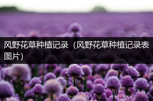 风野花草种植记录（风野花草种植记录表图片）