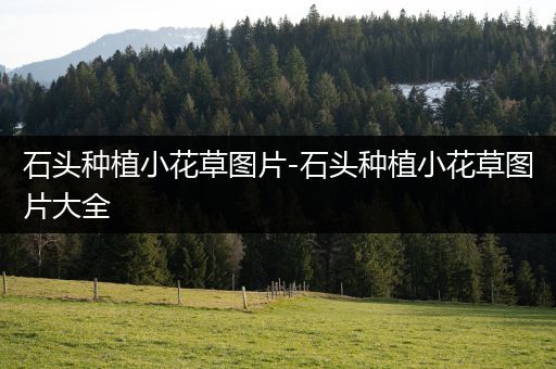 石头种植小花草图片-石头种植小花草图片大全