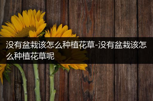 没有盆栽该怎么种植花草-没有盆栽该怎么种植花草呢