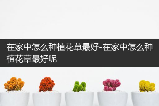 在家中怎么种植花草最好-在家中怎么种植花草最好呢