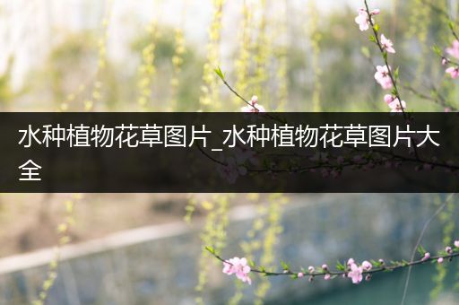 水种植物花草图片_水种植物花草图片大全