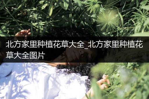 北方家里种植花草大全_北方家里种植花草大全图片