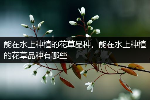能在水上种植的花草品种，能在水上种植的花草品种有哪些