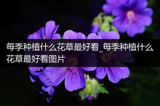 每季种植什么花草最好看_每季种植什么花草最好看图片