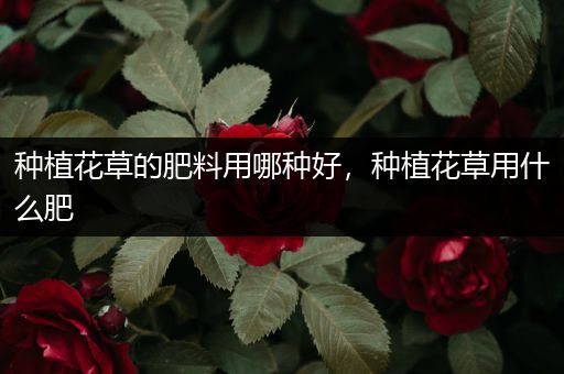 种植花草的肥料用哪种好，种植花草用什么肥