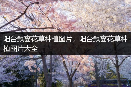 阳台飘窗花草种植图片，阳台飘窗花草种植图片大全
