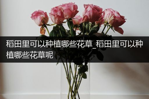 稻田里可以种植哪些花草_稻田里可以种植哪些花草呢