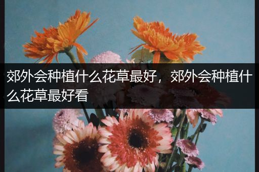 郊外会种植什么花草最好，郊外会种植什么花草最好看