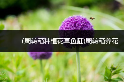 （周转箱种植花草鱼缸)周转箱养花