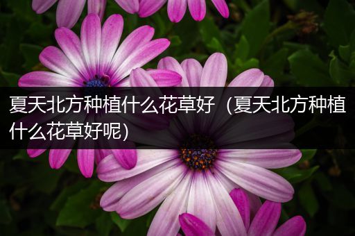 夏天北方种植什么花草好（夏天北方种植什么花草好呢）