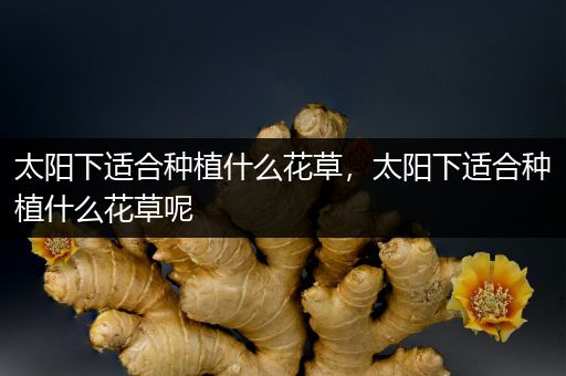 太阳下适合种植什么花草，太阳下适合种植什么花草呢