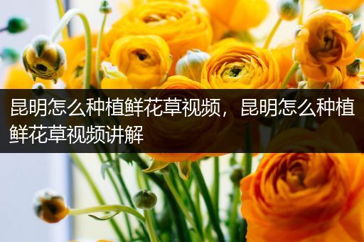 昆明怎么种植鲜花草视频，昆明怎么种植鲜花草视频讲解