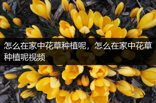 怎么在家中花草种植呢，怎么在家中花草种植呢视频