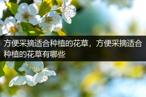 方便采摘适合种植的花草，方便采摘适合种植的花草有哪些