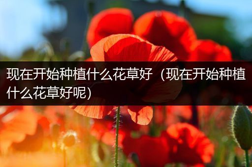 现在开始种植什么花草好（现在开始种植什么花草好呢）