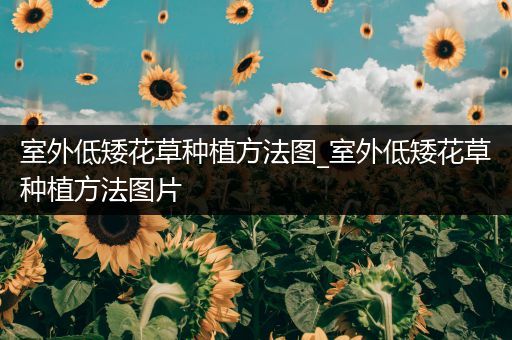 室外低矮花草种植方法图_室外低矮花草种植方法图片