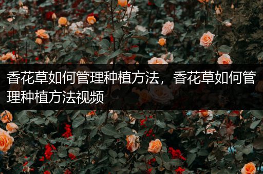 香花草如何管理种植方法，香花草如何管理种植方法视频