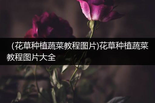 （花草种植蔬菜教程图片)花草种植蔬菜教程图片大全