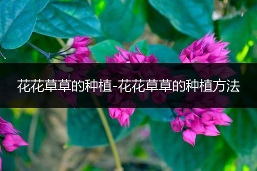 花花草草的种植-花花草草的种植方法