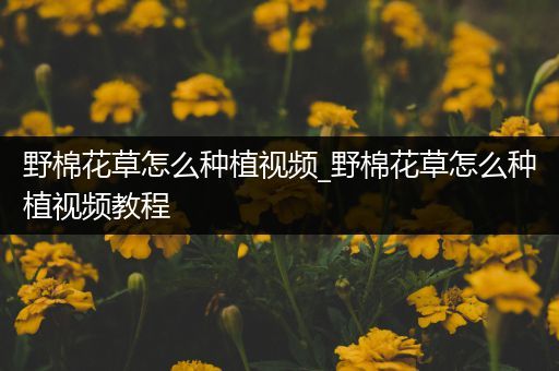 野棉花草怎么种植视频_野棉花草怎么种植视频教程