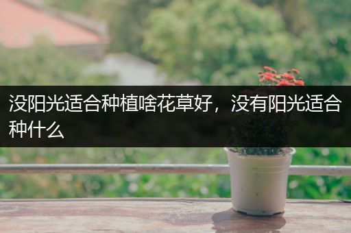 没阳光适合种植啥花草好，没有阳光适合种什么
