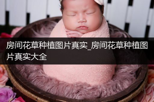 房间花草种植图片真实_房间花草种植图片真实大全