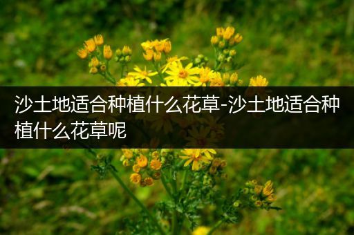 沙土地适合种植什么花草-沙土地适合种植什么花草呢