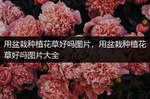 用盆栽种植花草好吗图片，用盆栽种植花草好吗图片大全
