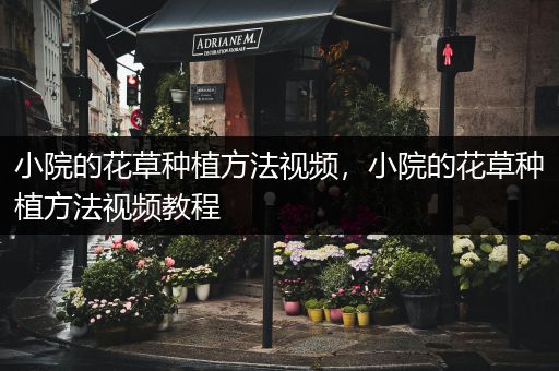 小院的花草种植方法视频，小院的花草种植方法视频教程