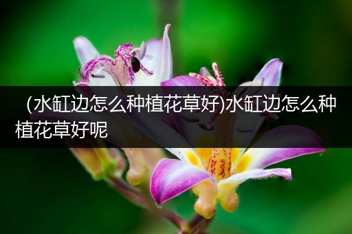 （水缸边怎么种植花草好)水缸边怎么种植花草好呢