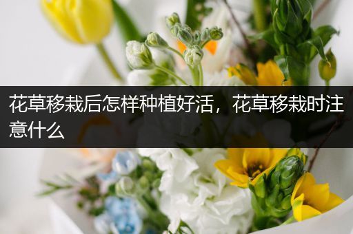 花草移栽后怎样种植好活，花草移栽时注意什么
