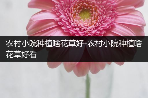 农村小院种植啥花草好-农村小院种植啥花草好看