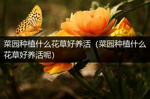 菜园种植什么花草好养活（菜园种植什么花草好养活呢）