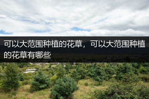 可以大范围种植的花草，可以大范围种植的花草有哪些