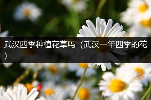 武汉四季种植花草吗（武汉一年四季的花）