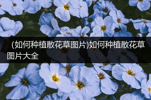 （如何种植散花草图片)如何种植散花草图片大全