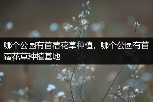 哪个公园有苜蓿花草种植，哪个公园有苜蓿花草种植基地
