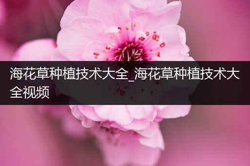 海花草种植技术大全_海花草种植技术大全视频
