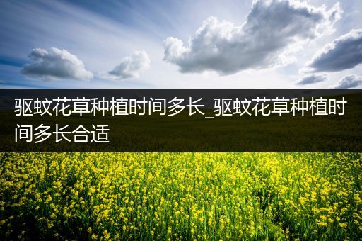 驱蚊花草种植时间多长_驱蚊花草种植时间多长合适