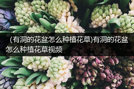 （有洞的花盆怎么种植花草)有洞的花盆怎么种植花草视频