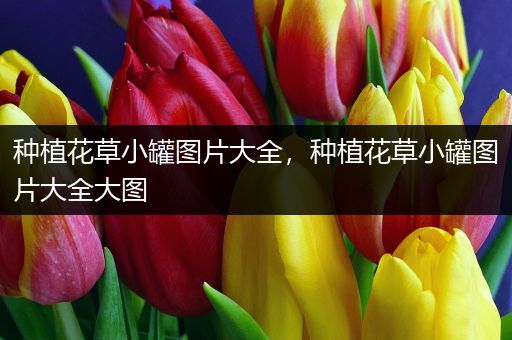 种植花草小罐图片大全，种植花草小罐图片大全大图