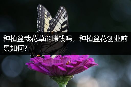 种植盆栽花草能赚钱吗，种植盆花创业前景如何?