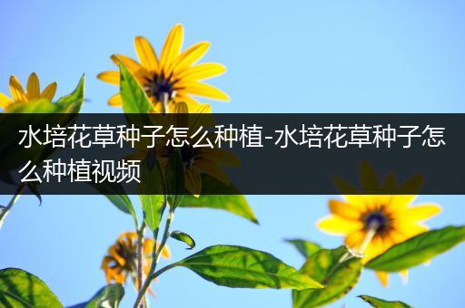 水培花草种子怎么种植-水培花草种子怎么种植视频