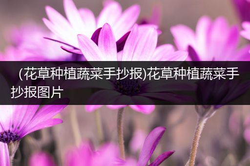 （花草种植蔬菜手抄报)花草种植蔬菜手抄报图片