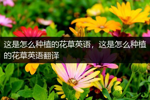 这是怎么种植的花草英语，这是怎么种植的花草英语翻译