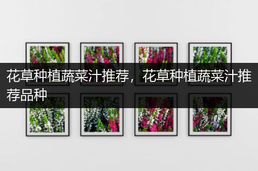 花草种植蔬菜汁推荐，花草种植蔬菜汁推荐品种