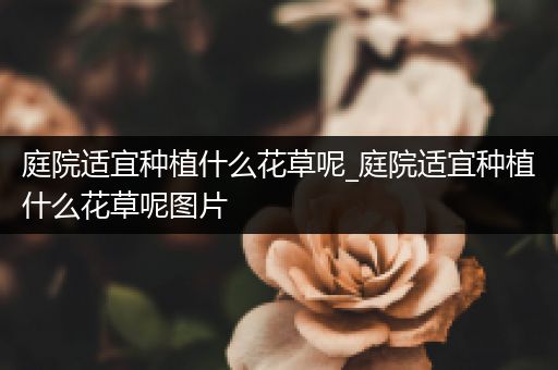 庭院适宜种植什么花草呢_庭院适宜种植什么花草呢图片