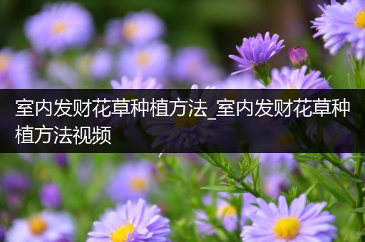 室内发财花草种植方法_室内发财花草种植方法视频